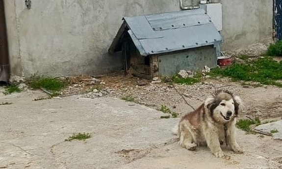 Znęcał się nad psem - właścicielowi grozi kara do 3 lat pozbawienia wolności