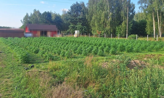 Zabezpieczone prawie 1300 roślin konopi i 4 kg suszu marihuany. 38-latek został tymczasowo aresztowany