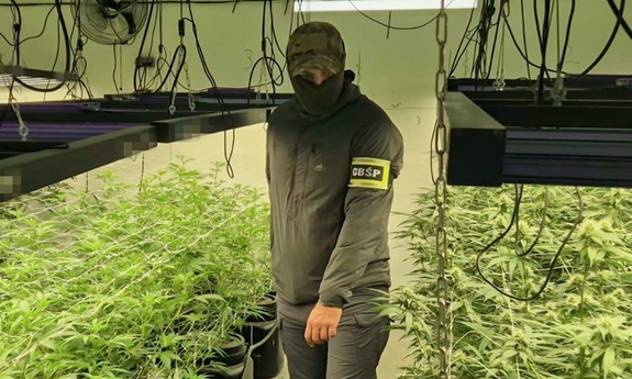 Profesjonalna plantacja konopi zlikwidowana przez CBŚP. Zabezpieczono narkotyki warte pół miliona złotych