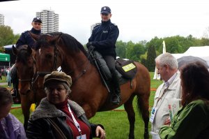 seniorzy oglądają konie policyjne