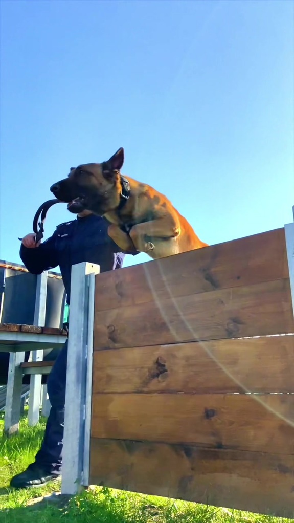 Policyjny pies w trakcie szkolenia skacze przez przeszkodę.