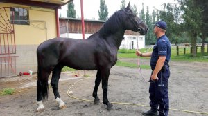policjant prezentuje konia
