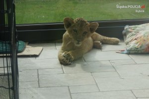 lew przekazany do zoo