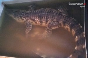 krokodyl przekazany do zoo