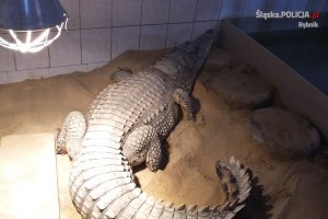 krokodyl przekazany do zoo