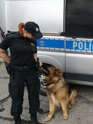 Policyjny pies Borys odnalazł poszukiwaną 62-latkę