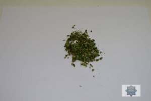 zielony susz marihuany rozsypany na białym stole