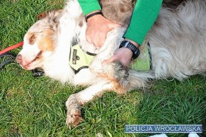 Ratownik pokazuje jak sprawdzić, czy pies nie ma ran kończyn