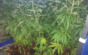 marihuana w doniczkach na plantacji