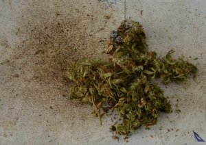 zarekwirowany szusz z marihuany