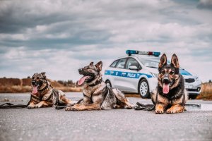 psy policyjne na tle radiowozu