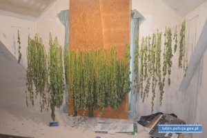 Na zdjęciu krzewy marihuany wiszące na sznurku do wysuszenia