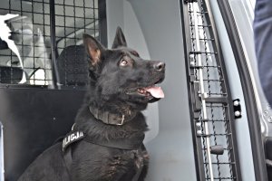 policyjny pies służbowy w samochodzie policyjnym