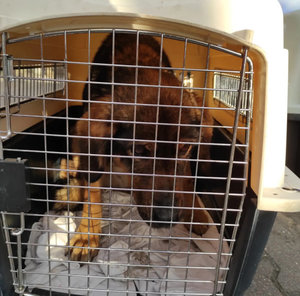 Pies w klatce- transporterze