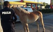 umundurowany policjant stoi tyłem do zdjęcia, obok widać konia a z tyłu policyjny radiowóz