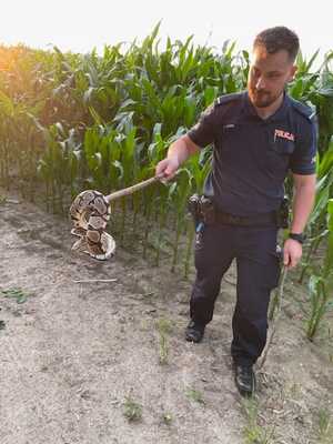 policjant trzyma kij, na którym wisi pyton królewski, w tle pole kukurydzy