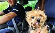 uratowany pies z policjantami w samochodzie