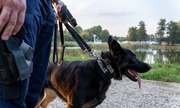 pies trzymany przez policjanta na smyczy