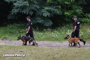 policjanci z psami na smyczy w trakcie poszukiwań, w tle gęste zarośla
