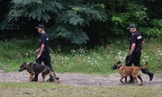 policjanci z psami na smyczy w trakcie poszukiwań, w tle gęste zarośla