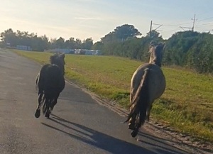 dwa konie biegnące drogą