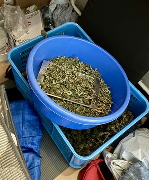 susz marihuany w plastikowym pojemniku