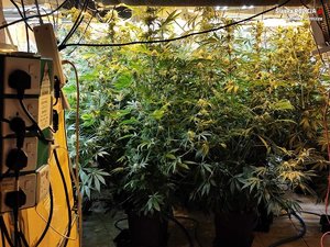 krzewy marihuany w pomieszczeniu plantacyjnym
