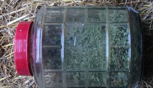 szklany słoik z suszem marihuanay w środku