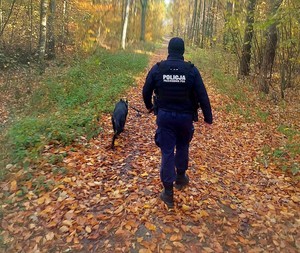 Policjant przewodnik z psem policyjnym idą ścieżką w lesie