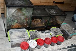 terraria i plastikowe pojemniki z pająkami