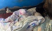 Brudna pościel i ściany i leżące na tym łóżko dwa koty