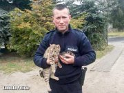 policjant z kotami na rękach