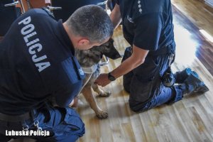 policyjni przewodnicy ćwiczą pierwszą pomoc na psie