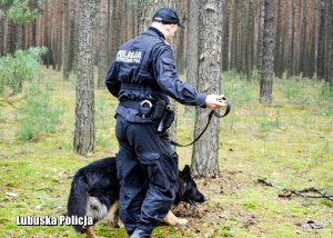 Policyjny przewodnik z psem służbowym w lesie.