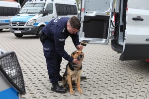 Policjant w mundurze czesze swojego psa służbowego.