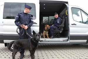 Jeden policjant stoi ze swoim psem przed srebrnym fordem transitem, a drugi siedzi w drugiej klasie auta ze swoim psem - drzwi są otwarte.