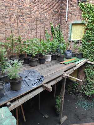 Uprawa marihuany na dachu posesji mieszkalnej. Widoczne doniczki z krzewami konopi