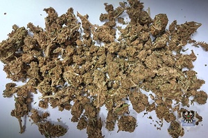 Susz marihuany rozłożony na stole