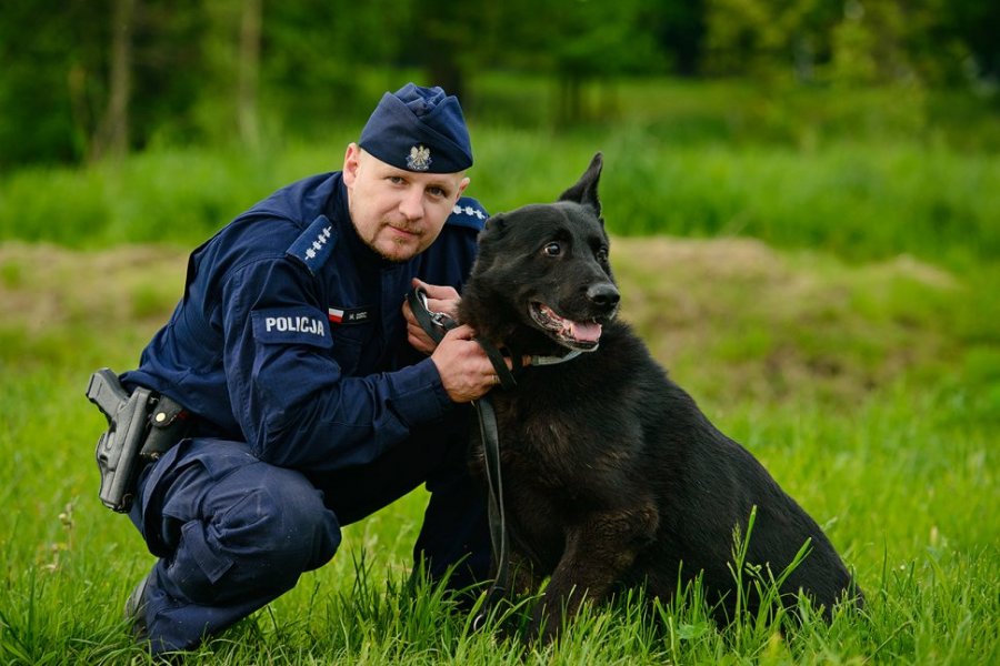 Na zdjęciu widoczny umundurowany policjant, który kuca i trzyma na smyczy psa służbowego