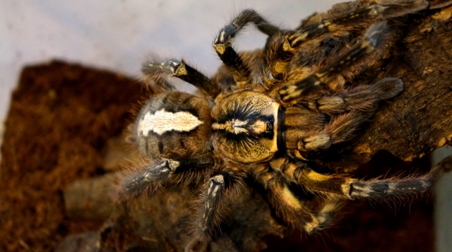 pająk gatunku poecilotheria ornata czyli ptasznik zdobiony znajdujący się w terrarium na kawałku drewna, zdjęcie z góry