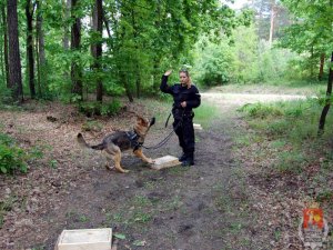 Przewodnik i jego pies - sprawdzanie posłuszeństwa psa