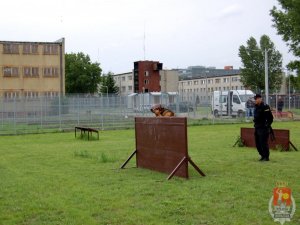 Pies pod okiem swojego pana pokonuje przeszkody terenowe