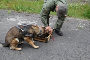 pies z uprzężą z napisem Policja sprawdza z pirotechnikiem drewnianą skrzynkę w poszukiwaniu materiałów wybuchowych