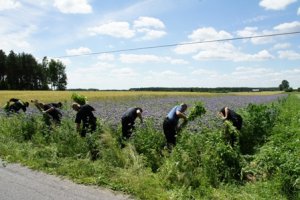 Policjanci wyrywają krzaki konopi