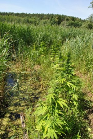 Zlikwidowana największa w tym roku na Podlasiu leśna plantacja konopi