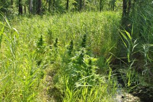 Zlikwidowana największa w tym roku na Podlasiu leśna plantacja konopi