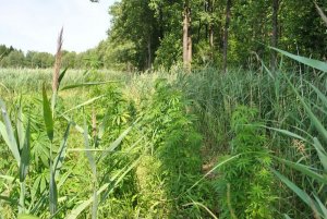 Zlikwidowana największa w tym roku na Podlasiu leśna plantacja konopi