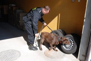 policjant z psem tropiącym