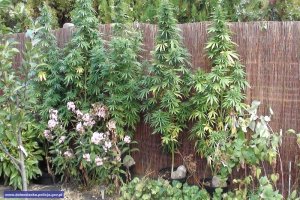 Zabezpieczona plantacja konopi indyjskich