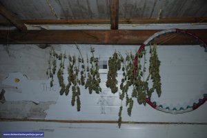 Policjanci ujawnili plantację marihuany